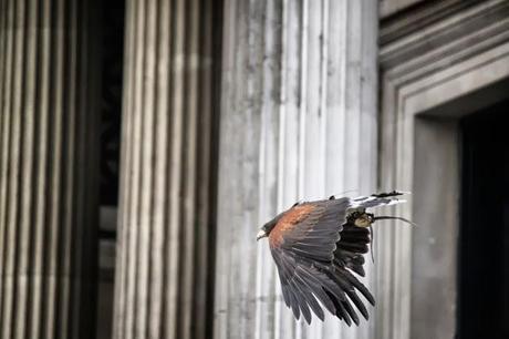 The Trafalgar Square Hawks