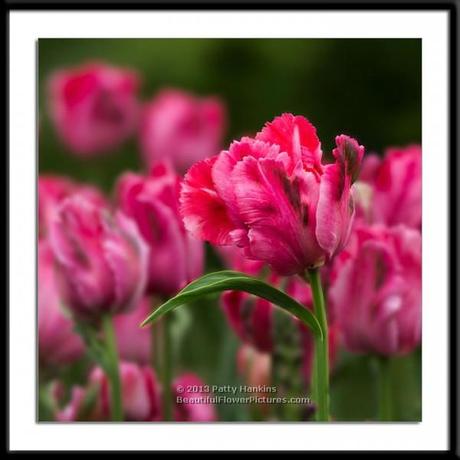 tulip_fantasy