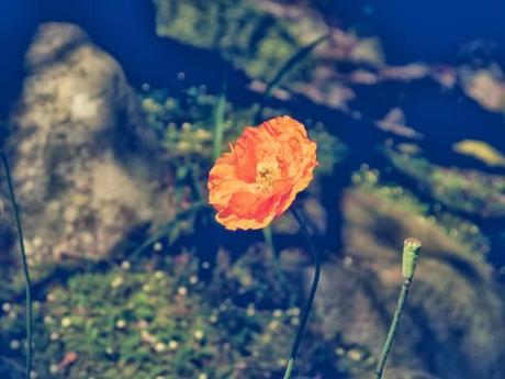 Tall Poppy Syndrome - why do we want to hurt each other?