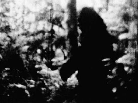 Very nice photo from 1976, when very few folks were hoaxing Bigfoot photos. Could well be real.