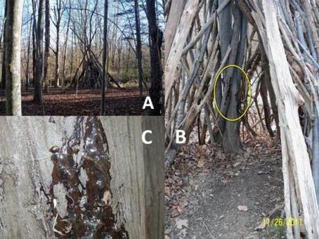 Photo of tree structure that revealed Bigfoot hairs in Ketchum's project.