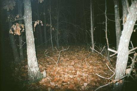 The Bigfoot is apparently in the center of the photo.