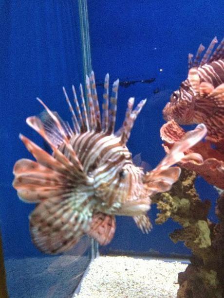 Plymouth Aquarium Review