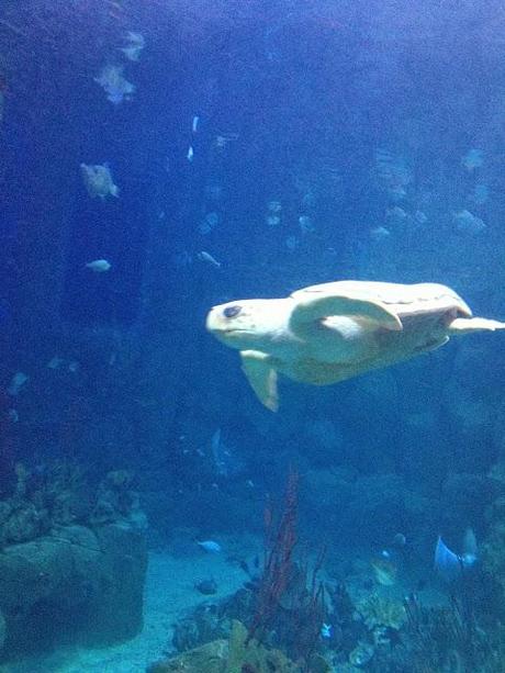 Plymouth Aquarium Review