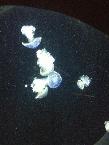 Plymouth Aquarium Review