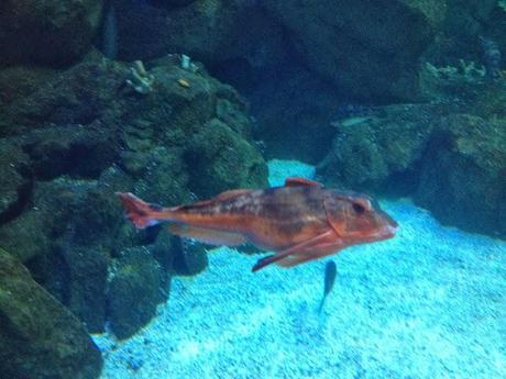 Plymouth Aquarium Review