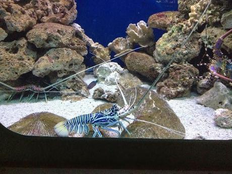 Plymouth Aquarium Review