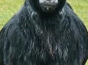 Pygmy Goat Gruff