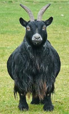 The Pygmy Goat - Not So Gruff