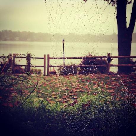 Wordless Wednesday Spider