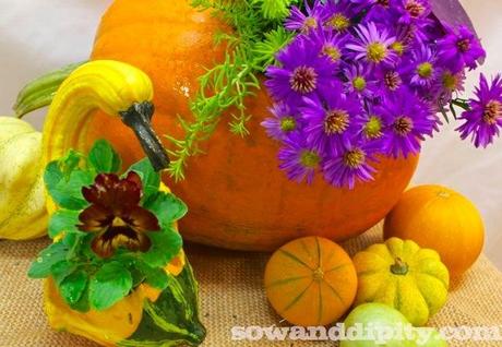 gourds and pumpkins