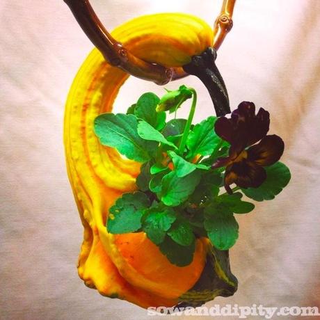 hanging gourd planter