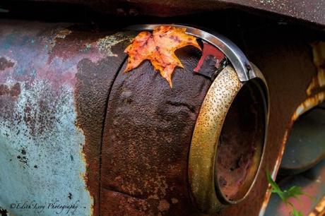 headlight, rust, vintage, car, fall, autumn, maple leaf, Ontario, Rockwood Autoyard