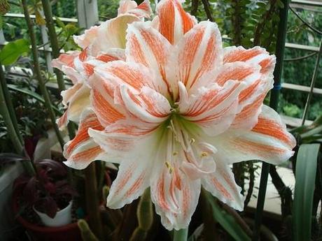 Amaryllis 'Dancing Queen'