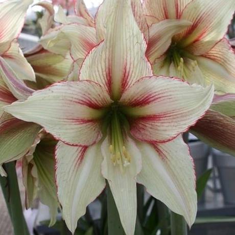 Amaryllis 'Magic Green'