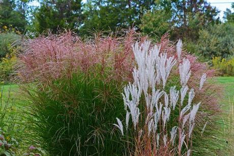 Blooming Miscanthus