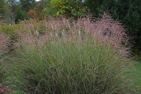 Blooming Miscanthus