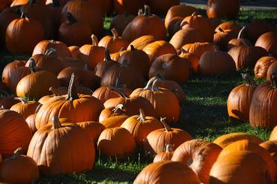 A Plenitude of Pumpkins