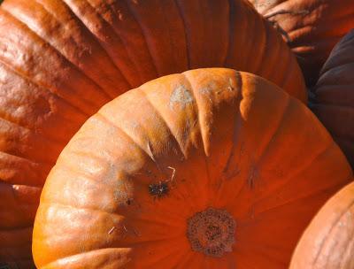 A Plenitude of Pumpkins