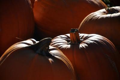 A Plenitude of Pumpkins