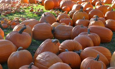 A Plenitude of Pumpkins