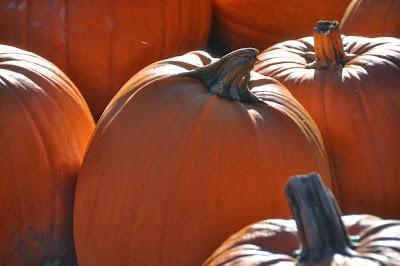 A Plenitude of Pumpkins