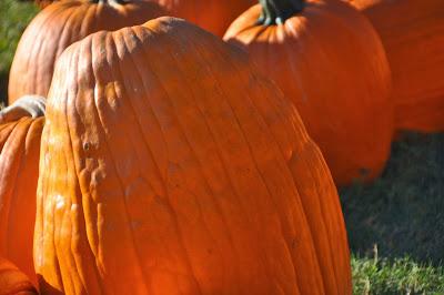 A Plenitude of Pumpkins