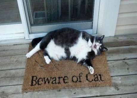 beware-cat