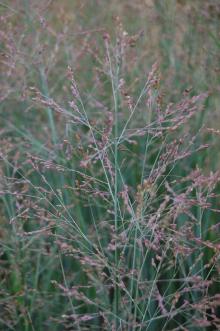 Panicum virgatum 'Heavy Metal' Flower (21/09/2013, Kew Gardens, London)