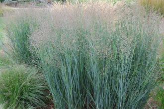 Panicum virgatum 'Heavy Metal' (21/09/2013, Kew Gardens, London)