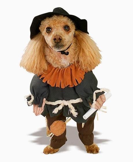 The CUTEST Halloween COSTUMES for DOGS 2013!