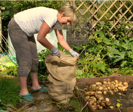 Sorting the spuds