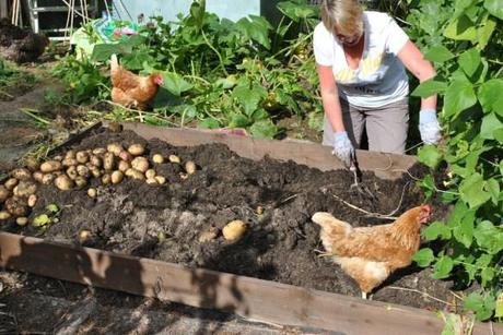 Harvesting the spuds - with a bit of help from the chickens