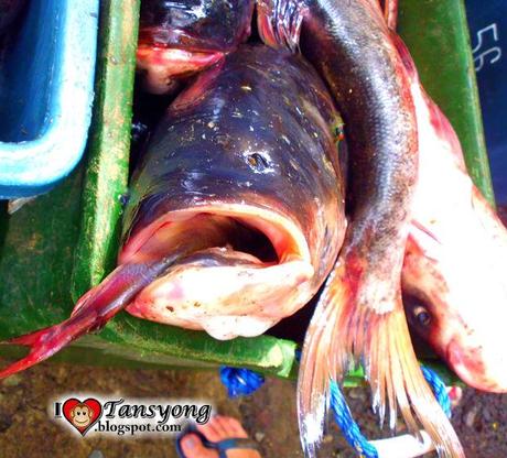 I Smell Something Fishy at Jala Jala, Rizal ( Bighead Carp versus Milkfish)