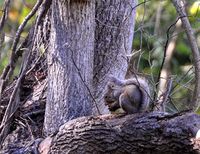 Beaver Lake Nature Sanctuary