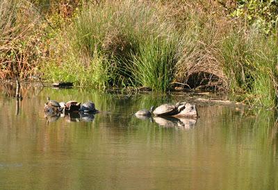 Beaver Lake Nature Sanctuary