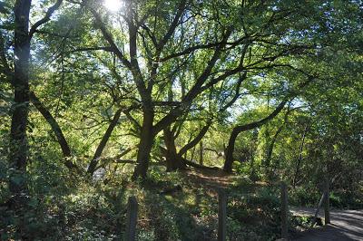 Beaver Lake Nature Sanctuary