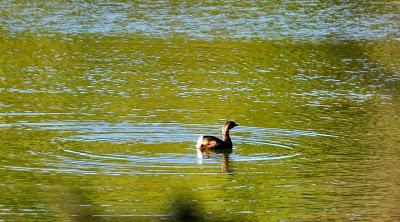 Beaver Lake Nature Sanctuary