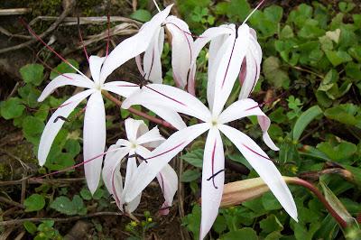 Gilding the lily