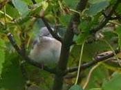 Shetland Birds 2013: "Eastern" Subalpine Warbler Yell.