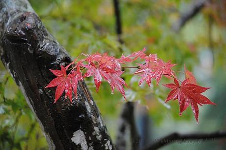 red japanese maple leaf