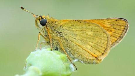 Ochlodes sylvanus, Sylvaine, Large Skipper