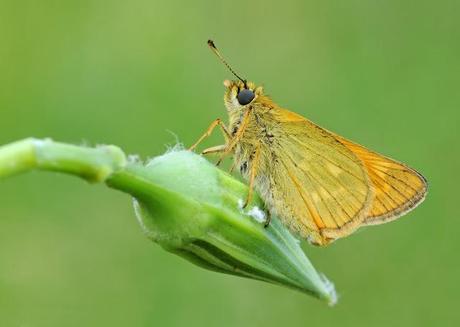 Ochlodes sylvanus, Sylvaine, Large Skipper