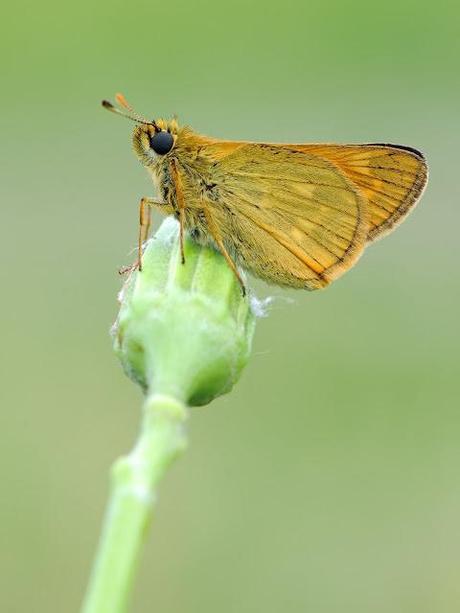 Ochlodes sylvanus, Sylvaine, Large Skipper