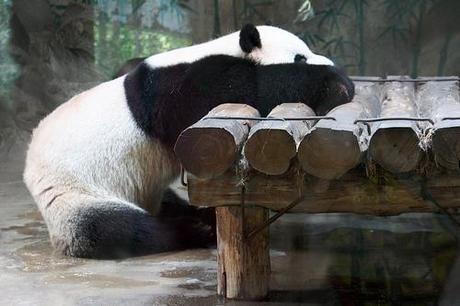 lazy panda