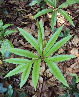 ...and friending the fern