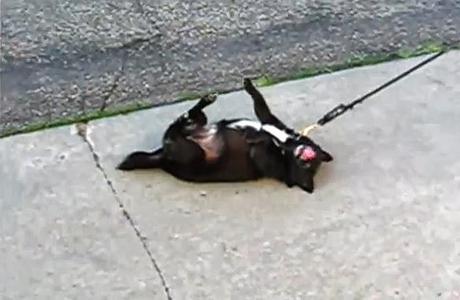 FUNNY VIDEO: The Laziest DOGS Ever!