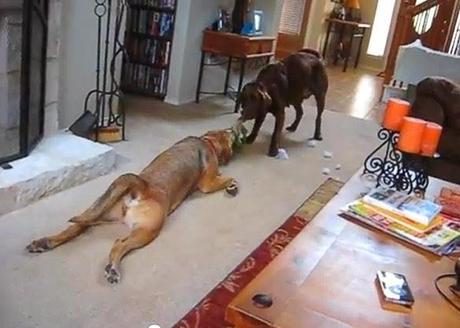 FUNNY VIDEO: The Laziest DOGS Ever!