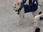 Disabled Kitten Learns Walk with Specially-designed Walker