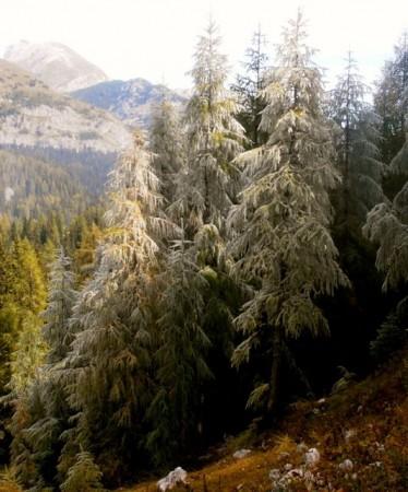 frost on trees in Triglav National Park